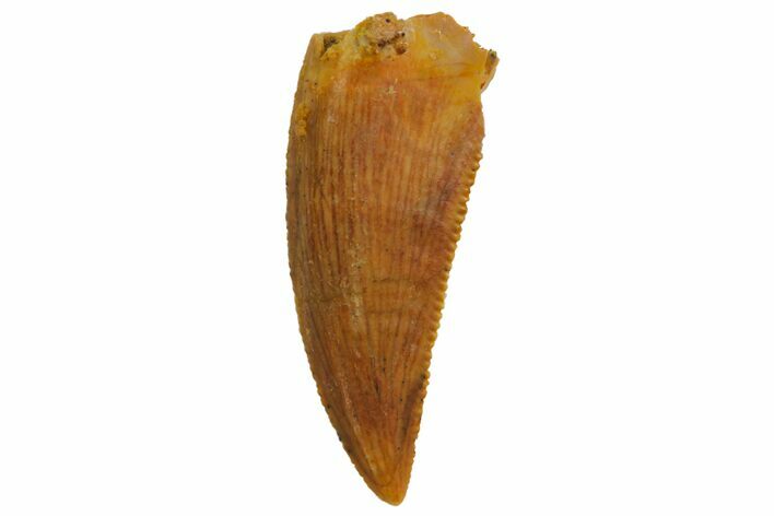 Serrated, Raptor Tooth - Real Dinosaur Tooth #135163